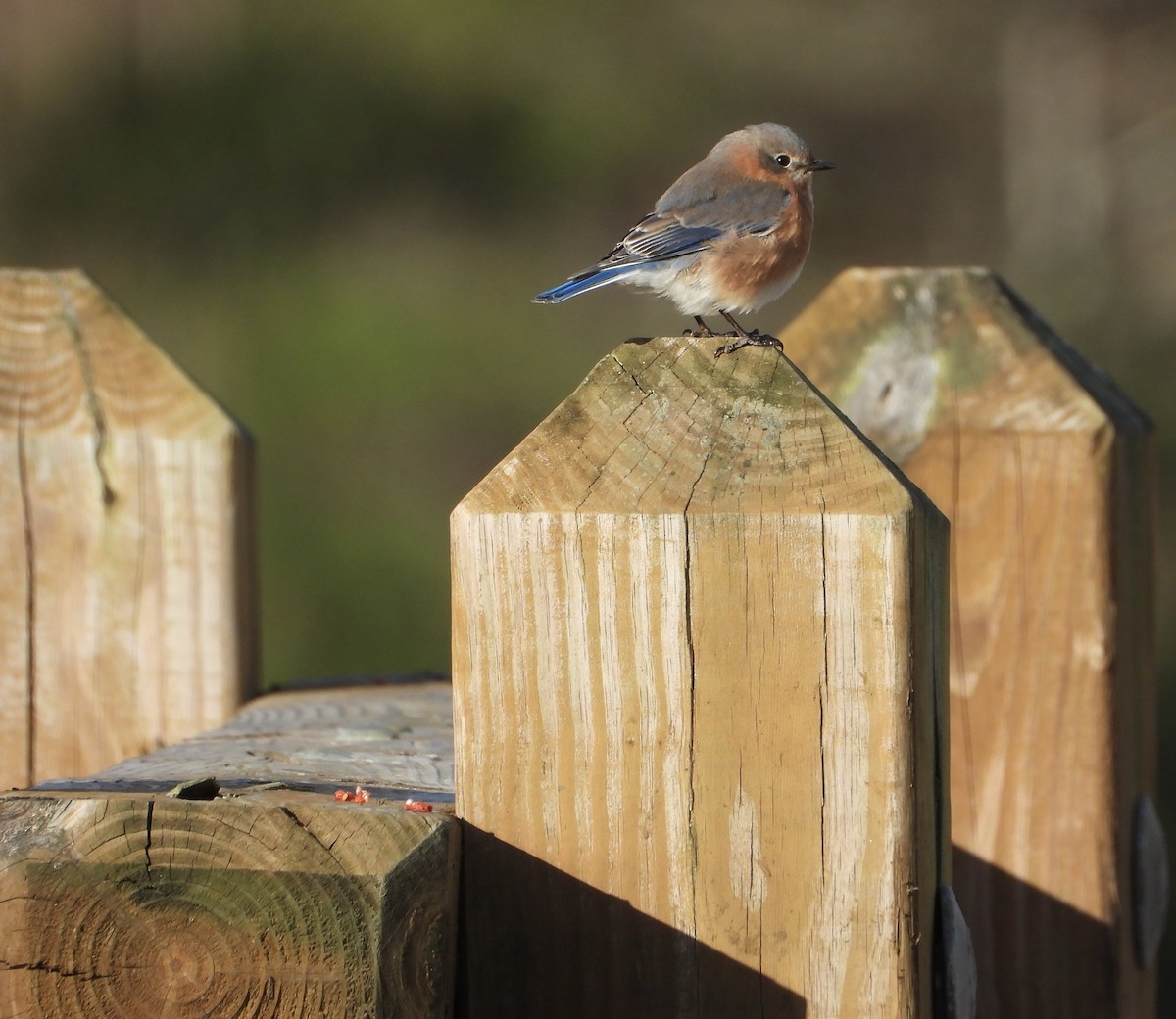 Eastern Bluebird - ML645966660