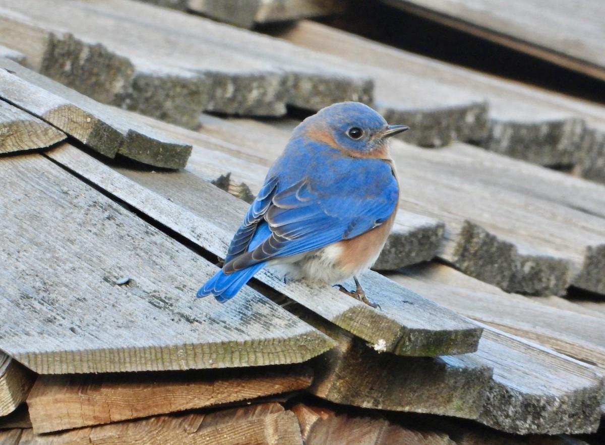 Eastern Bluebird - ML645966661