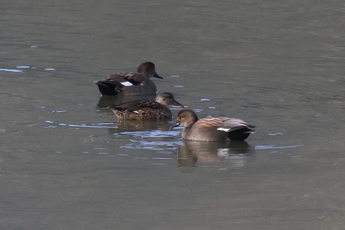 Gadwall - ML645966666