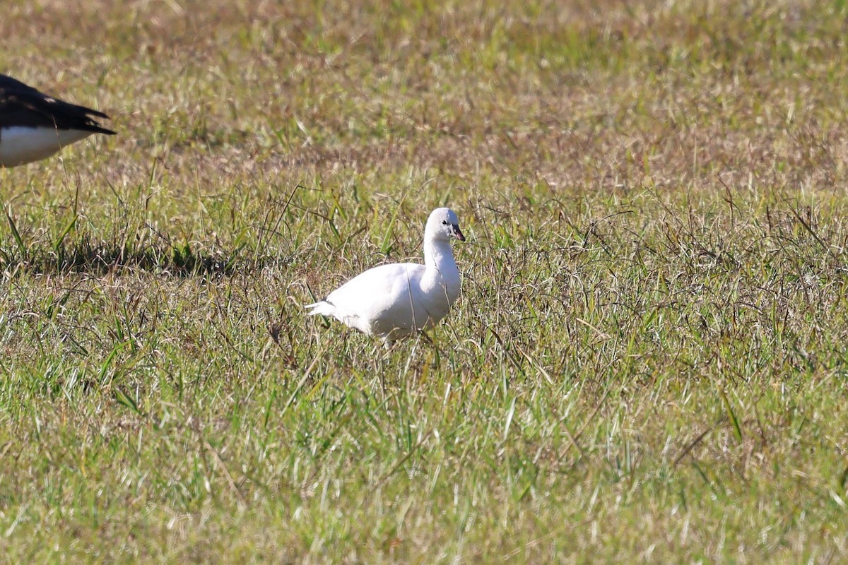 Ross's Goose - ML645966667