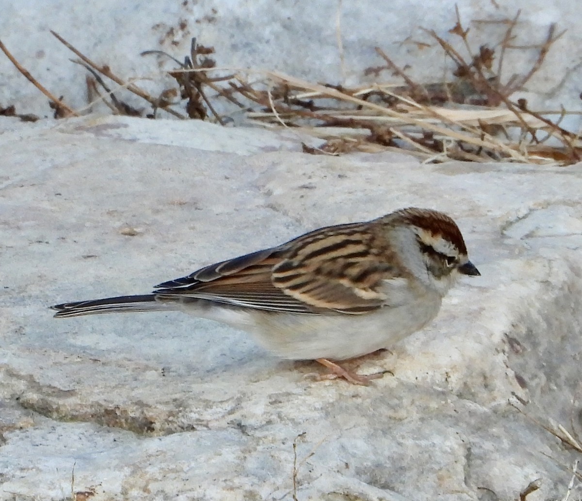 Chipping Sparrow - ML645966671