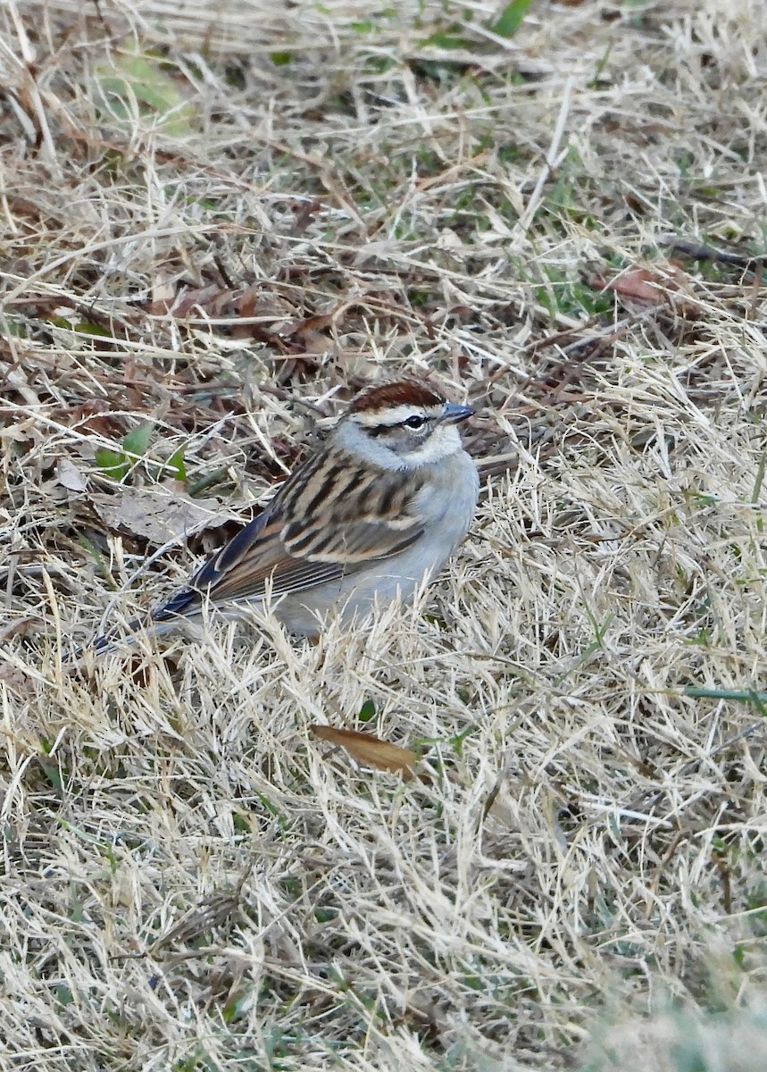 Chipping Sparrow - ML645966672