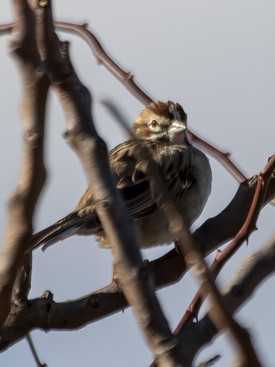 Lark Sparrow - ML645966673