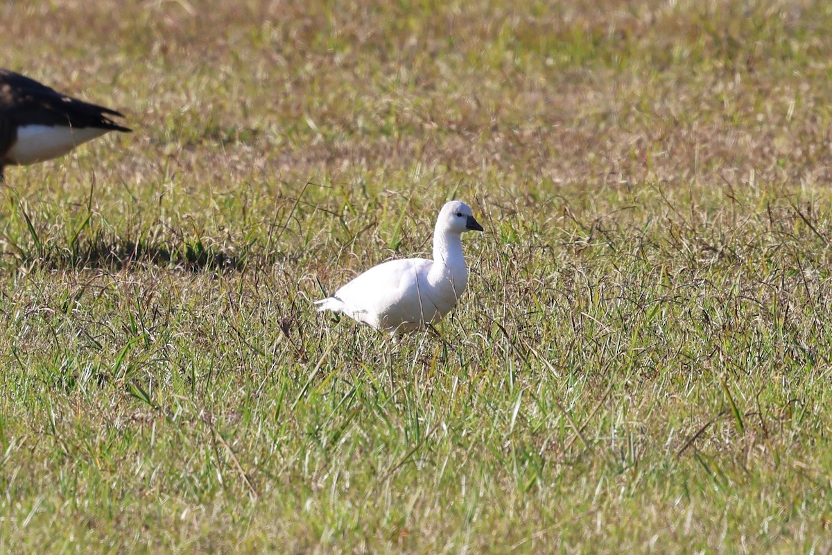 Ross's Goose - ML645966674