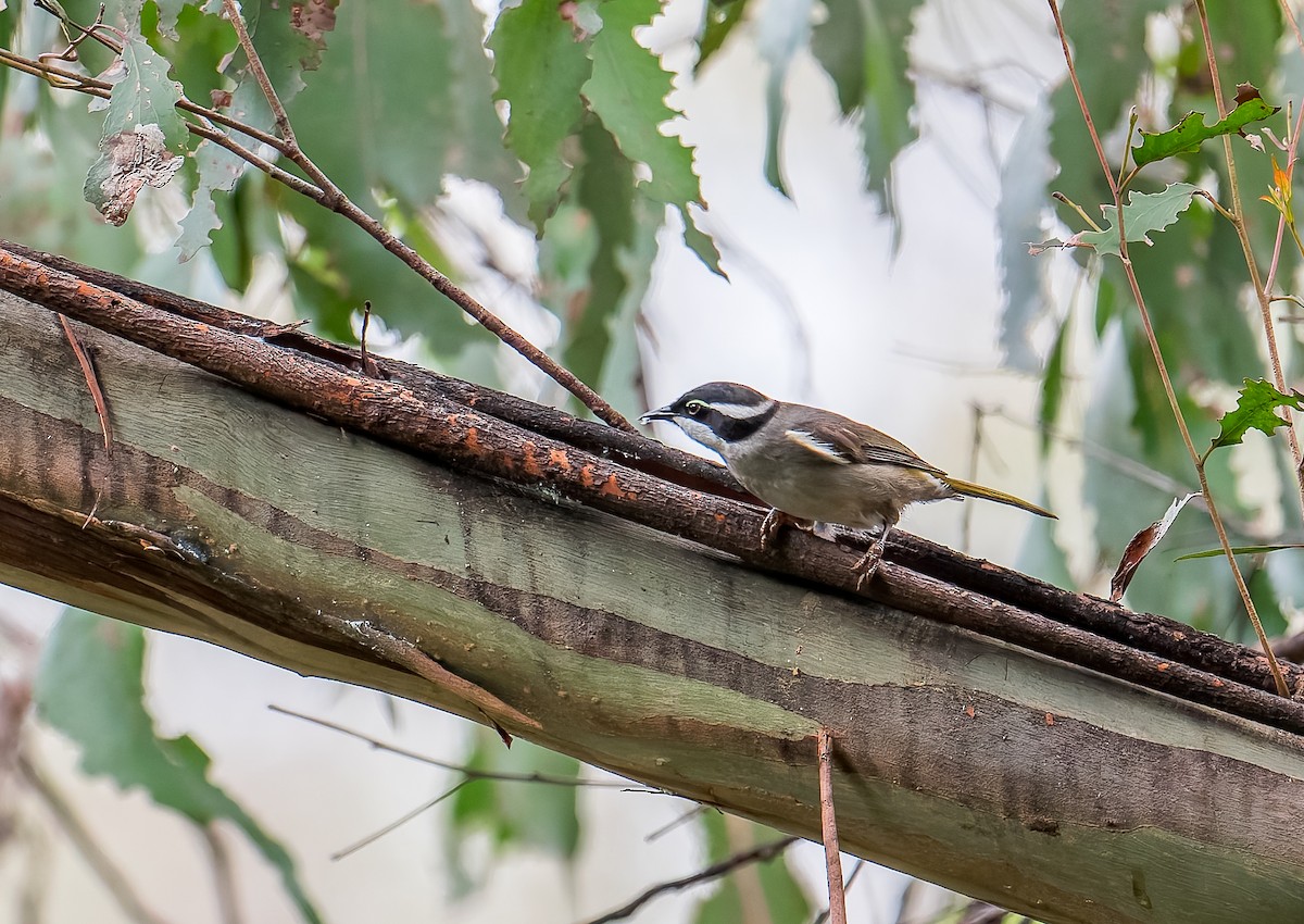 Strong-billed Honeyeater - ML645966683