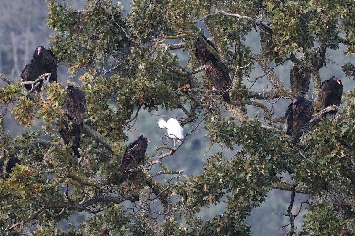 Snowy Egret - ML645966684