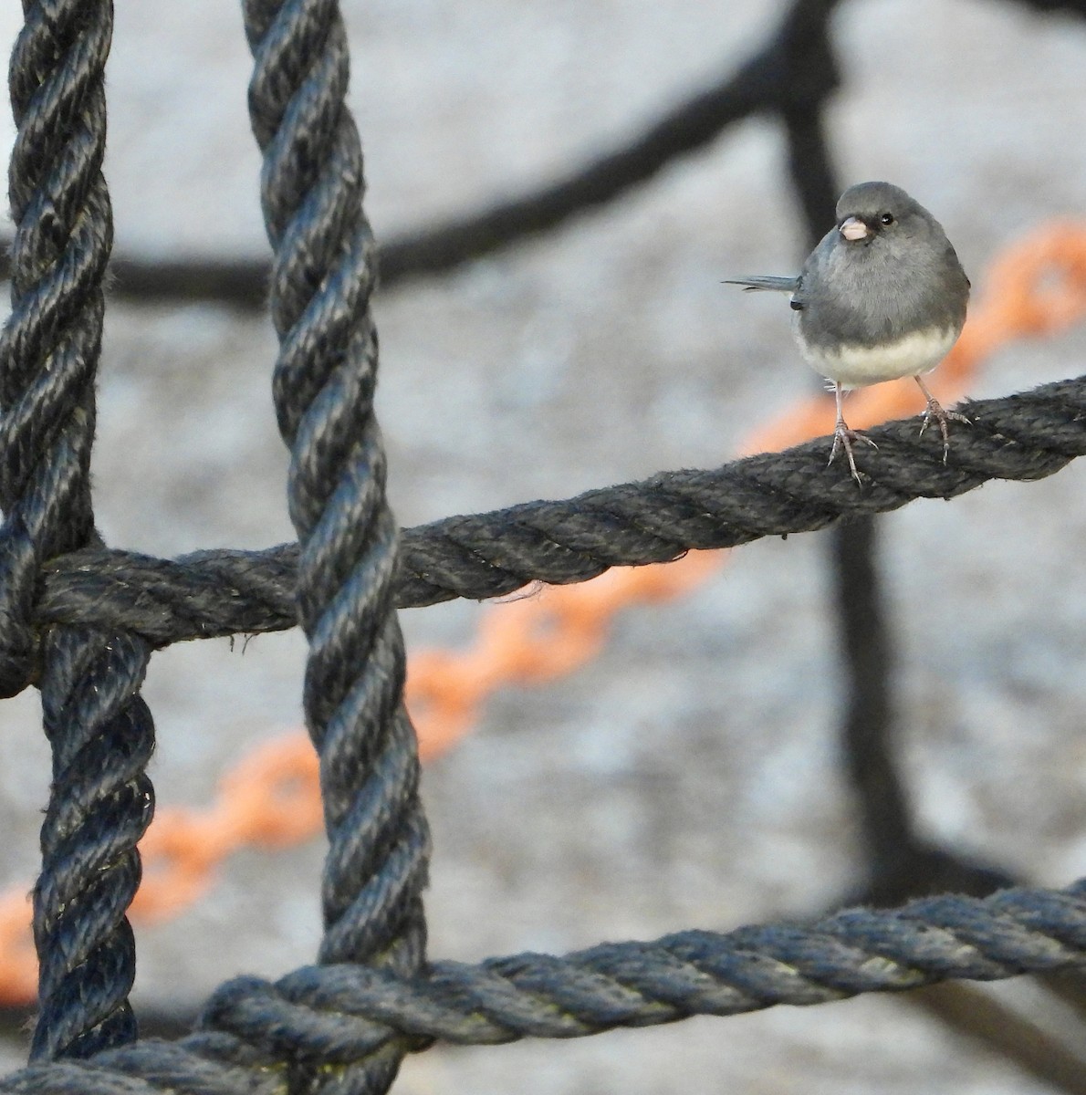 Dark-eyed Junco - ML645966685