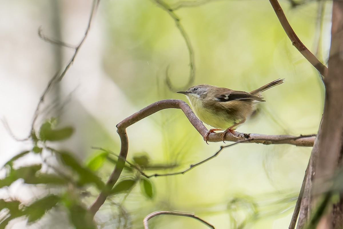 Scrubtit - ML645966688