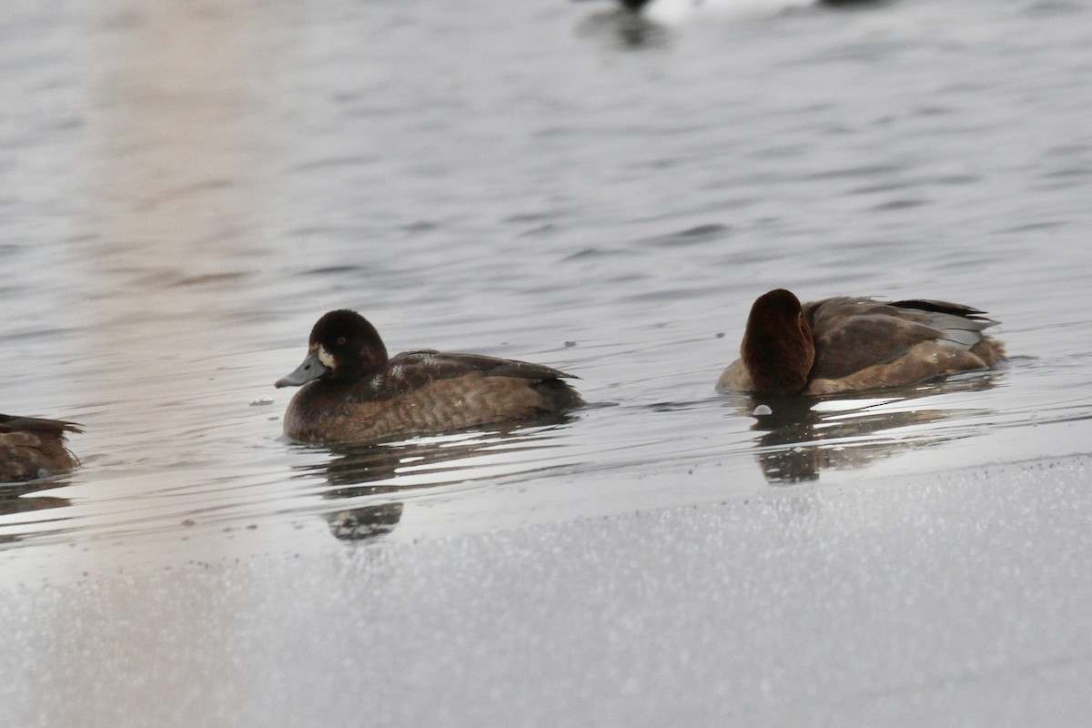 Lesser Scaup - ML645966690