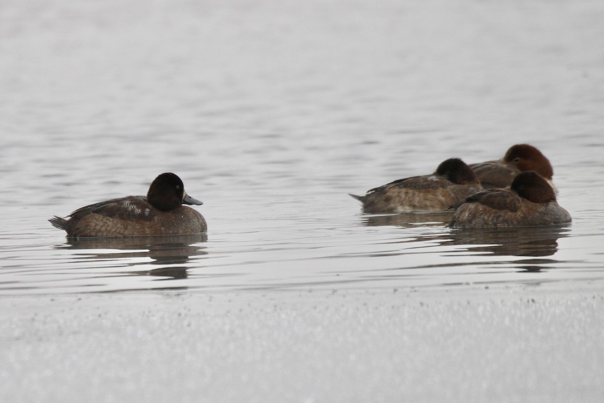 Lesser Scaup - ML645966692
