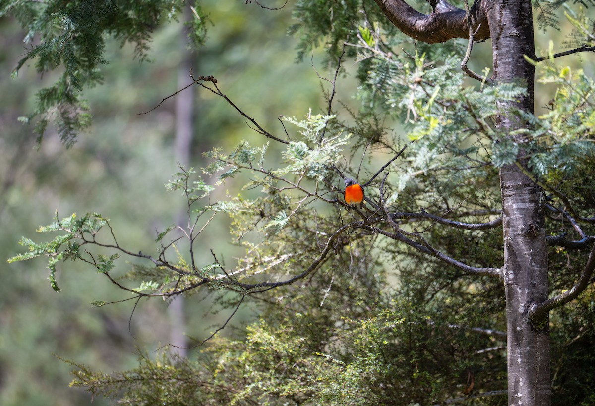 Огненногрудая петроика - ML645966698