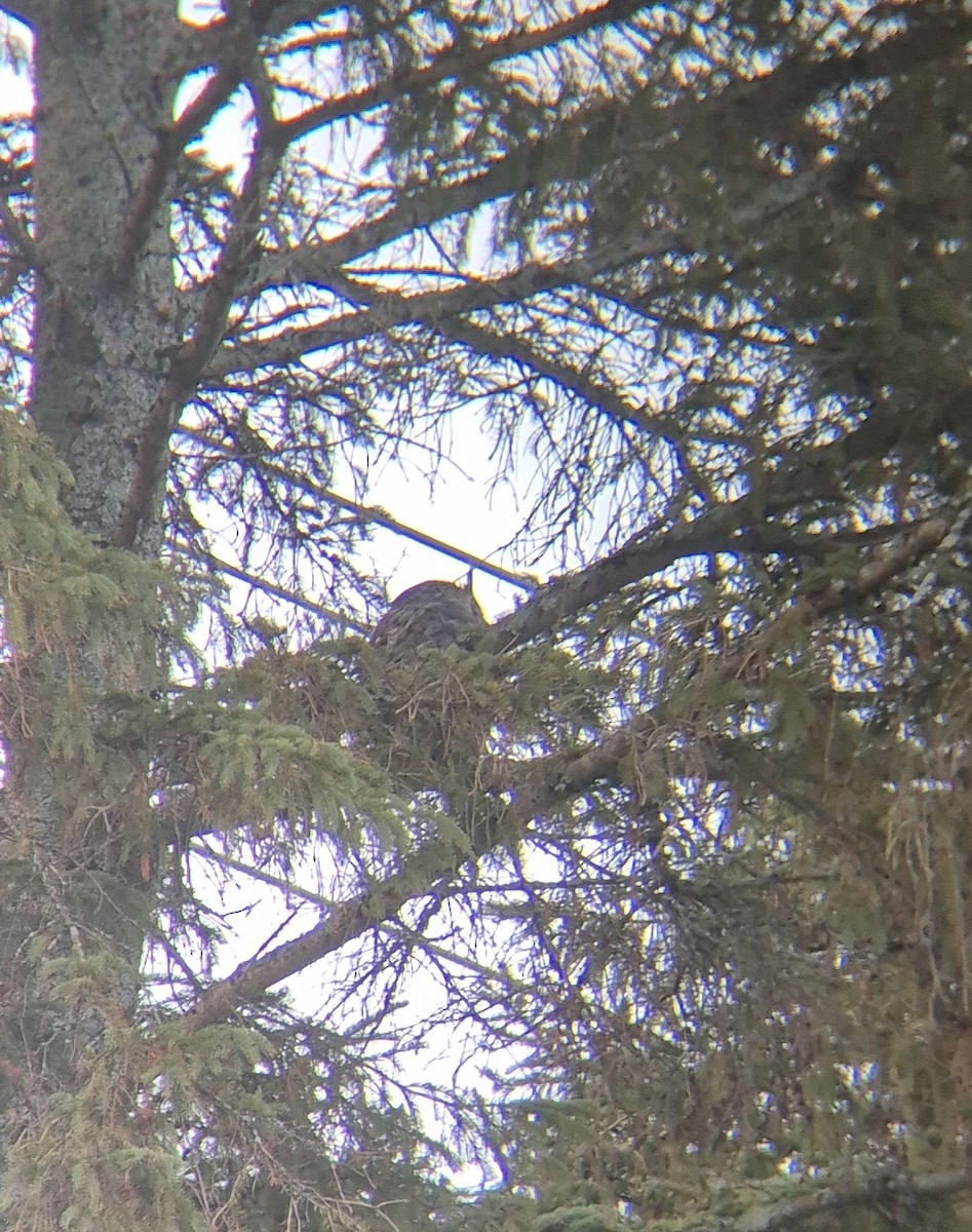 Great Horned Owl - ML645966708