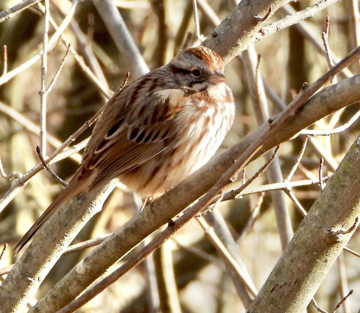 Song Sparrow - ML645966709