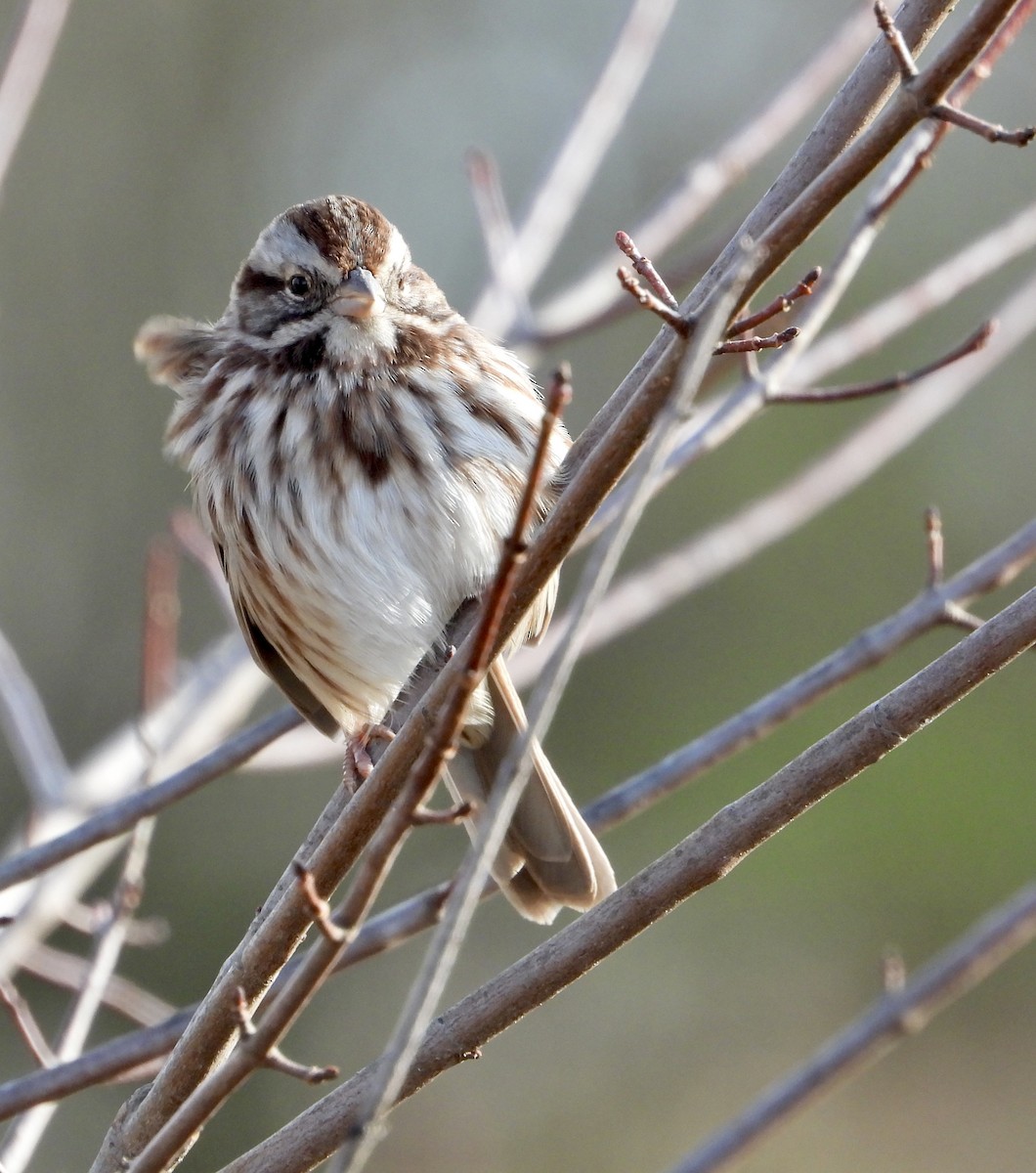Song Sparrow - ML645966710