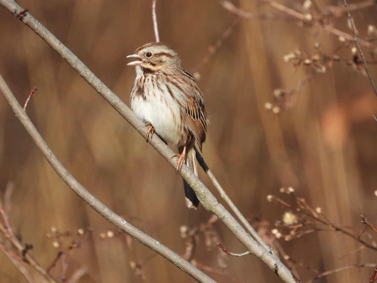 Song Sparrow - ML645966711