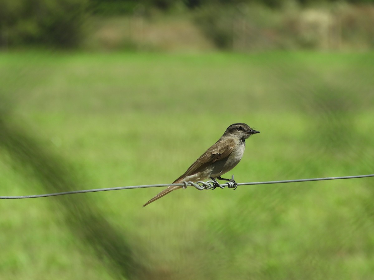 Crowned Slaty Flycatcher - ML645966725