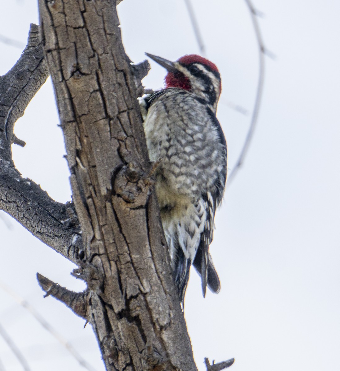 Red-naped Sapsucker - ML645966726