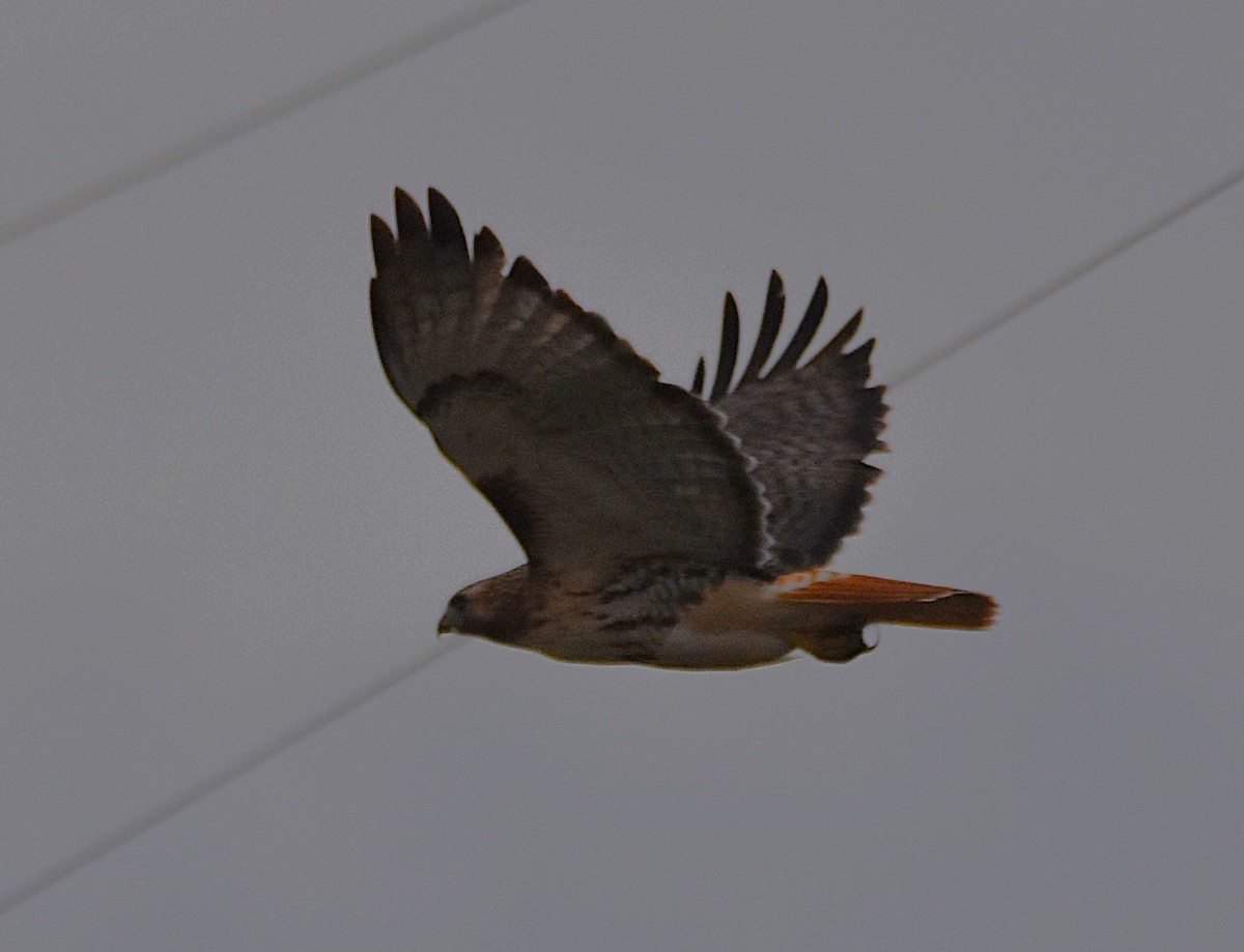 Red-tailed Hawk - ML645966731