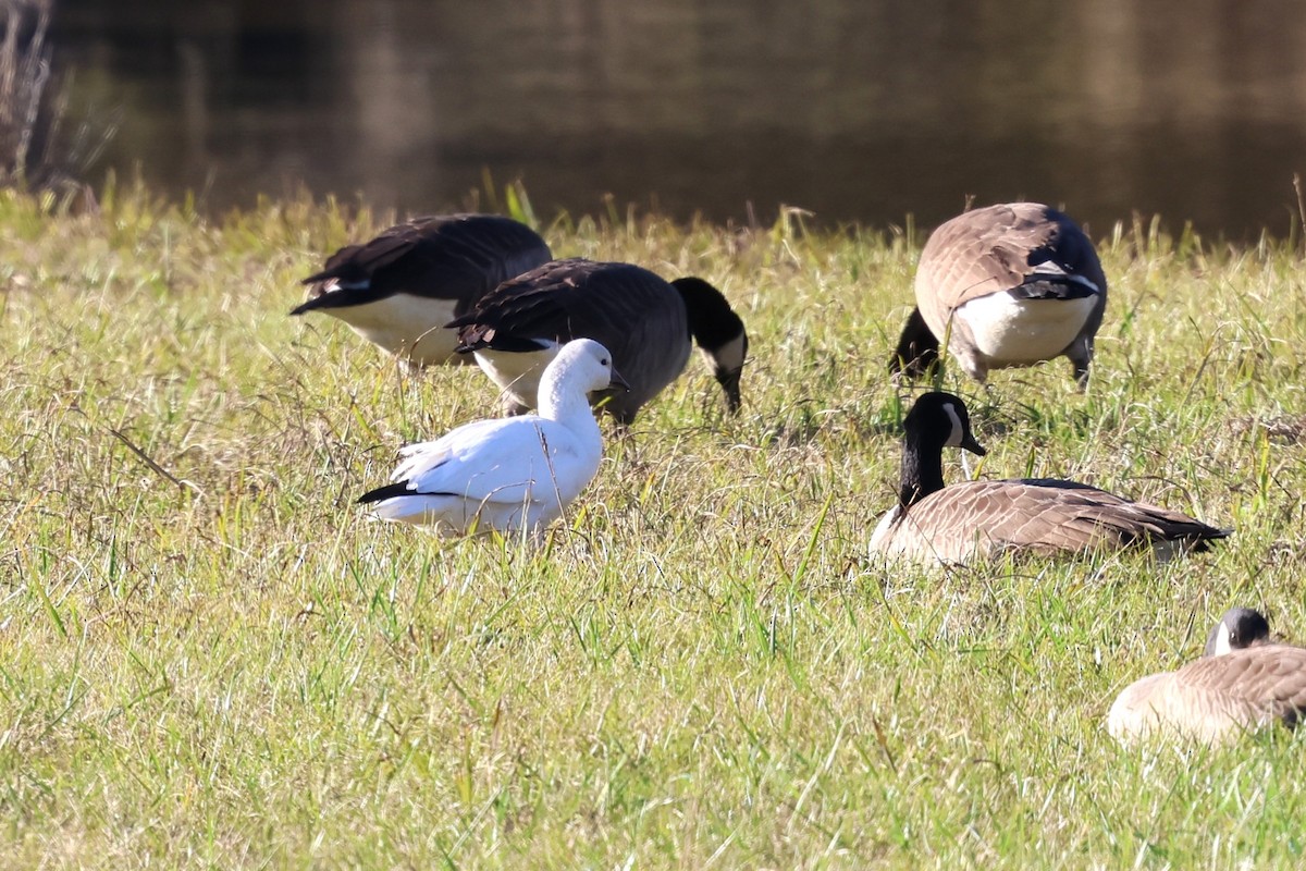 Ross's Goose - ML645966732
