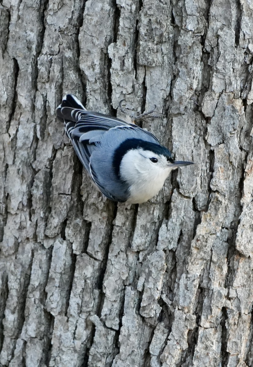 Sittelle à poitrine blanche - ML645966733