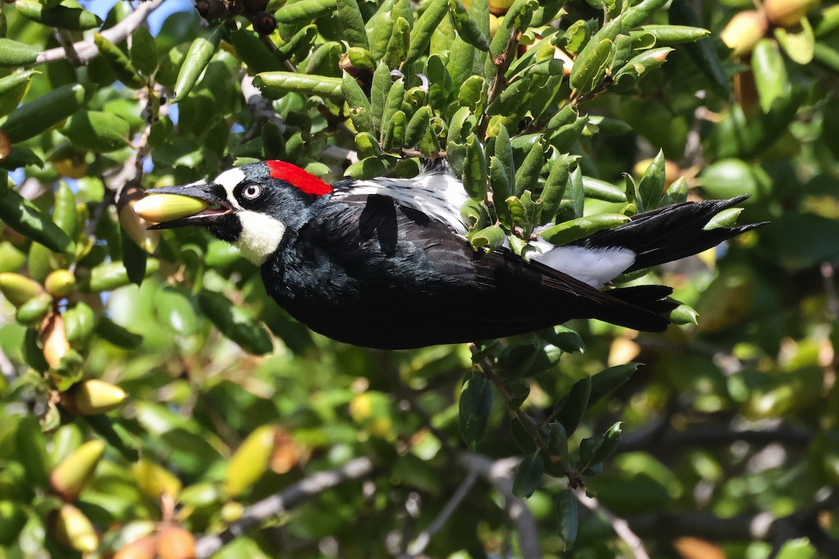 Acorn Woodpecker - ML645966740