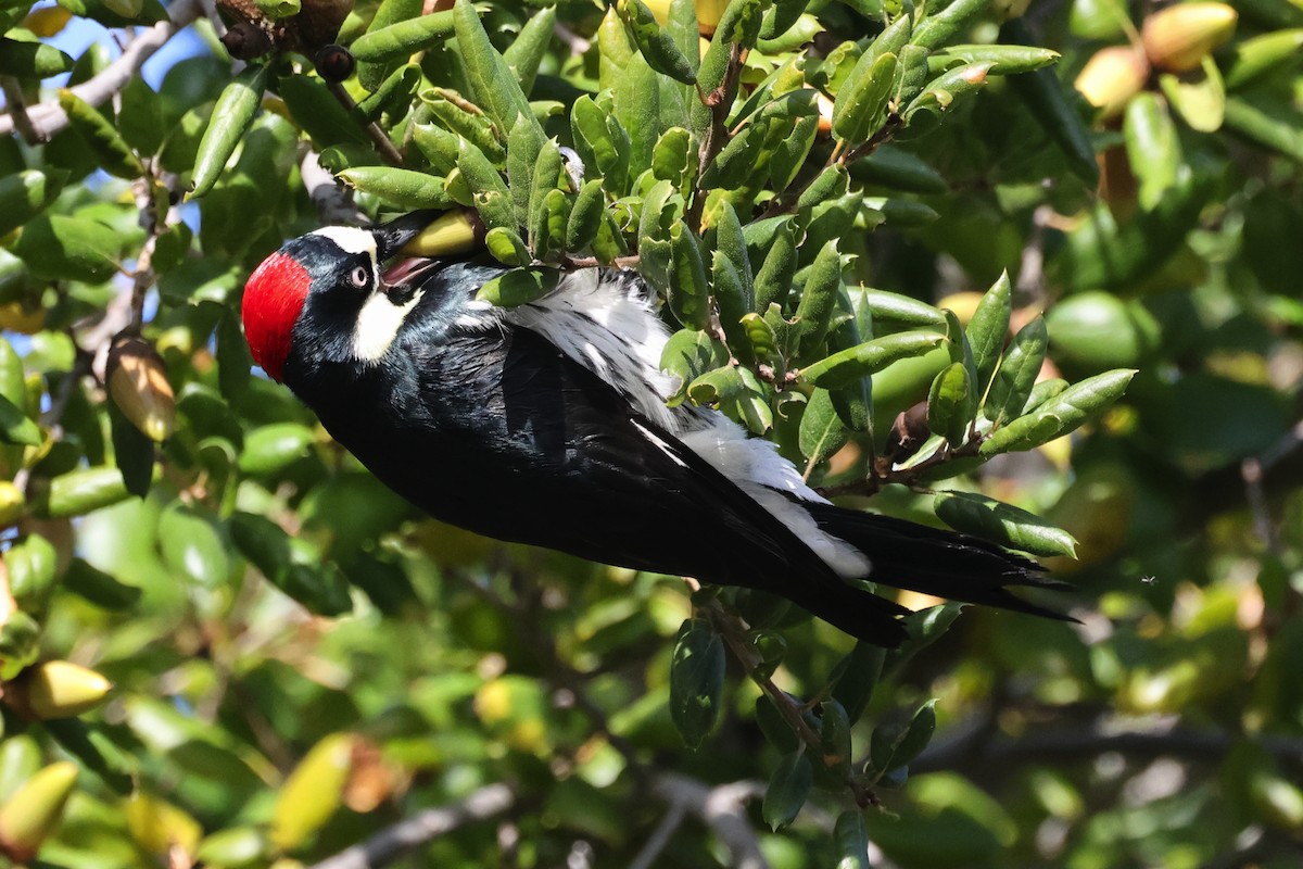 Acorn Woodpecker - ML645966741