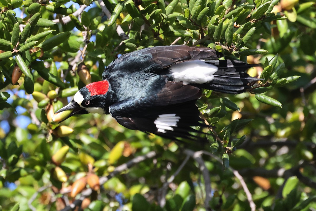 Acorn Woodpecker - ML645966742
