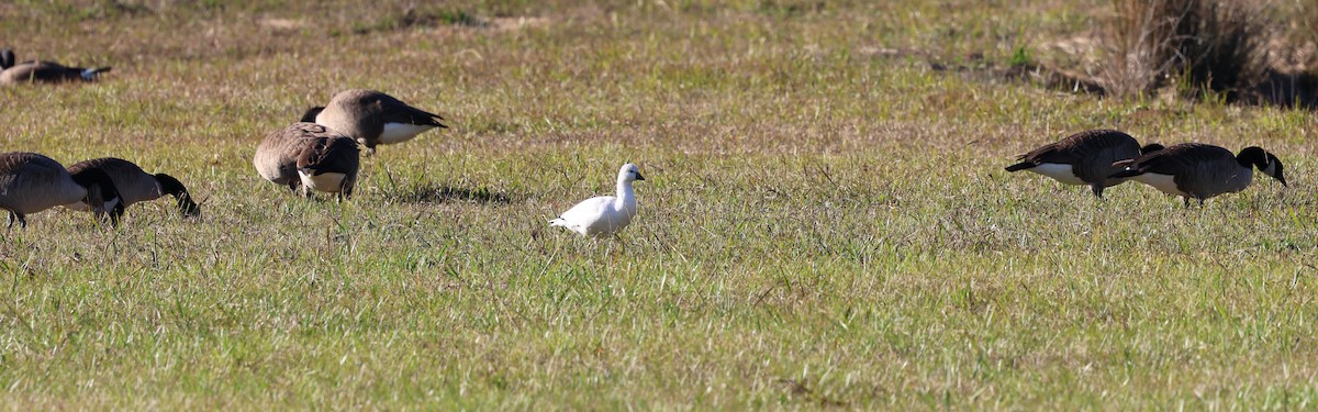 Ross's Goose - ML645966743