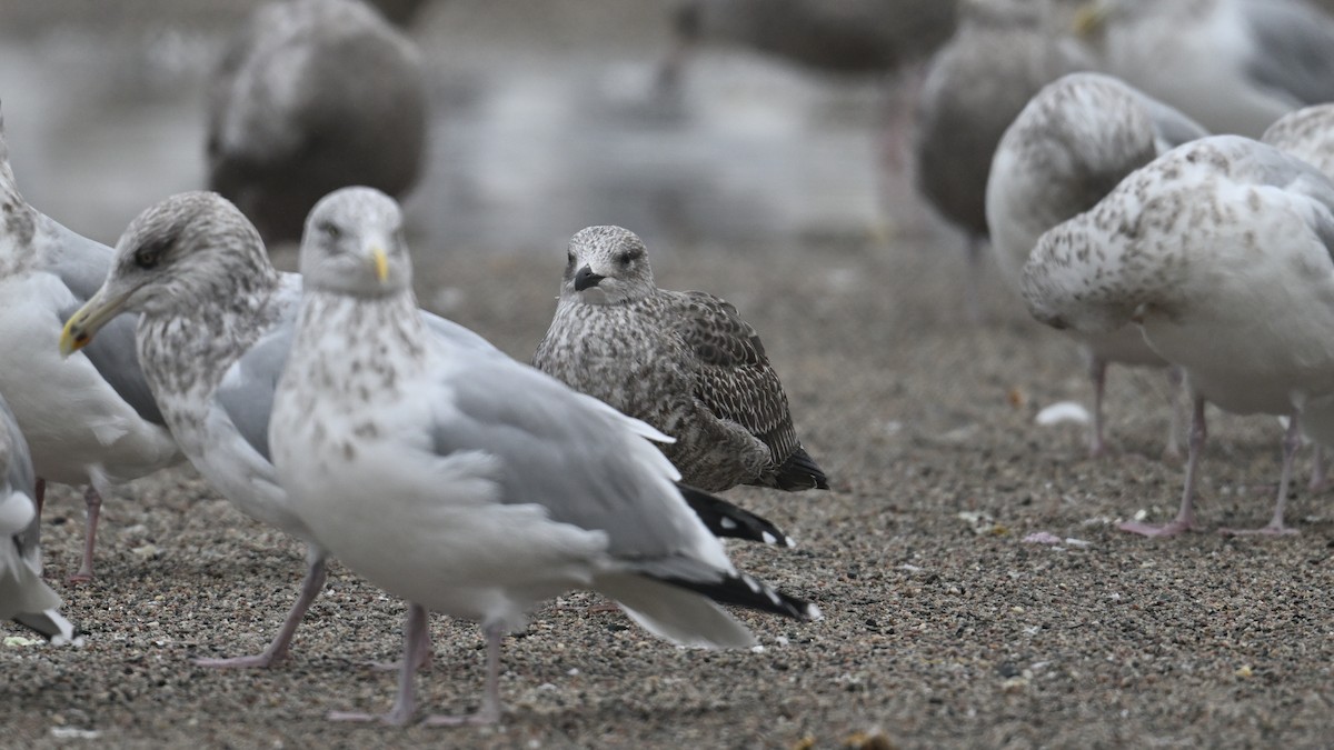 ニシセグロカモメ - ML645966747