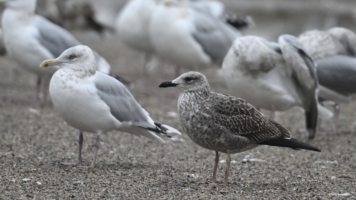 ニシセグロカモメ - ML645966748