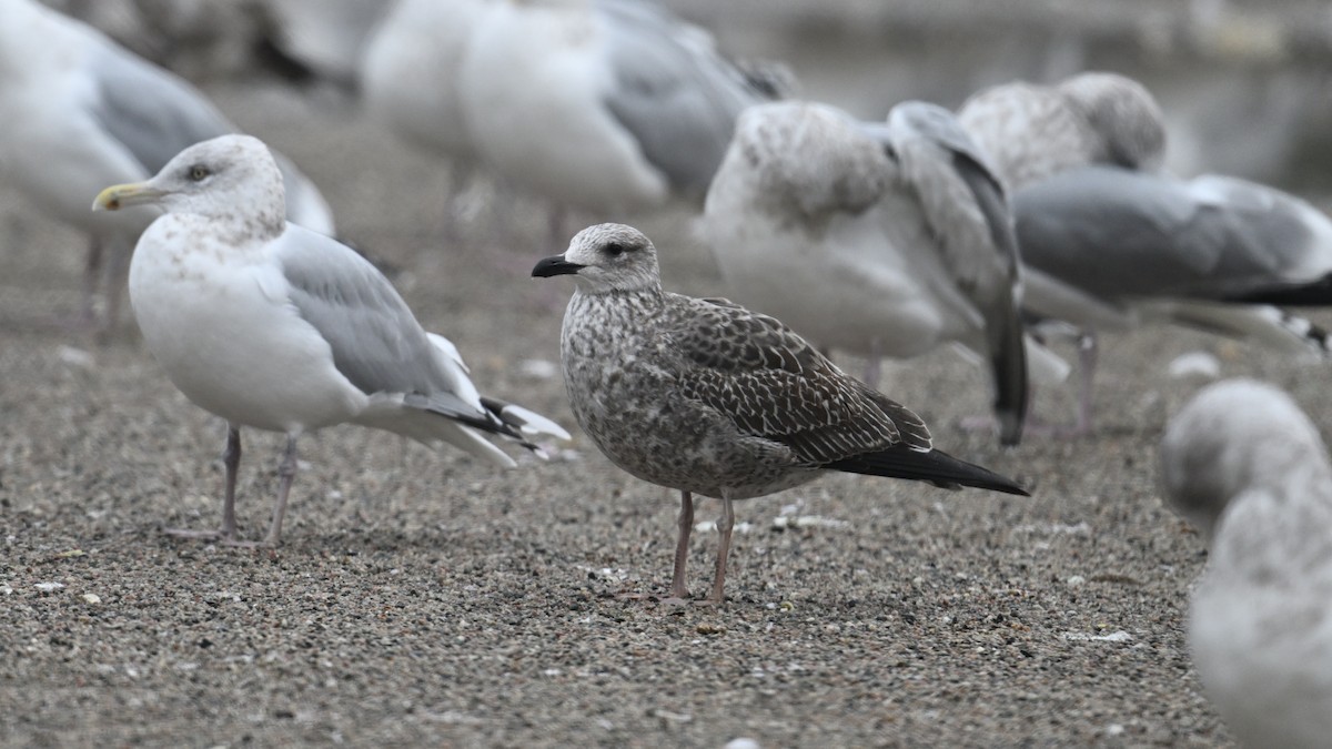 ニシセグロカモメ - ML645966749