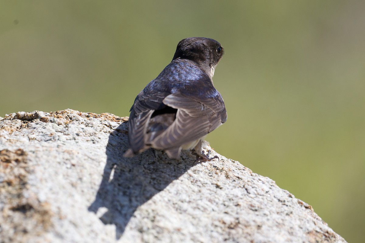 Ластівка сільська - ML645966753