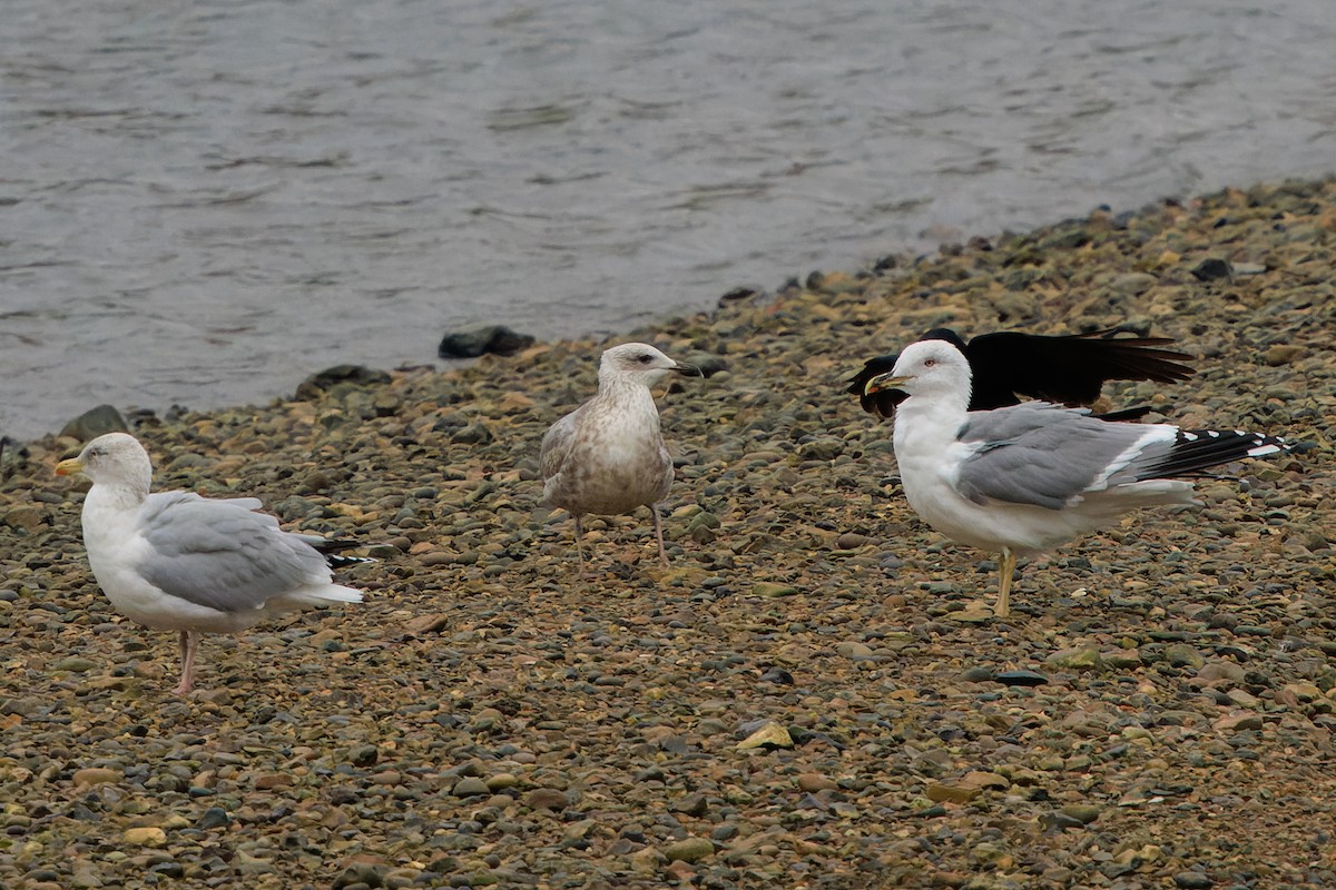 Yellow-legged Gull - ML645966756