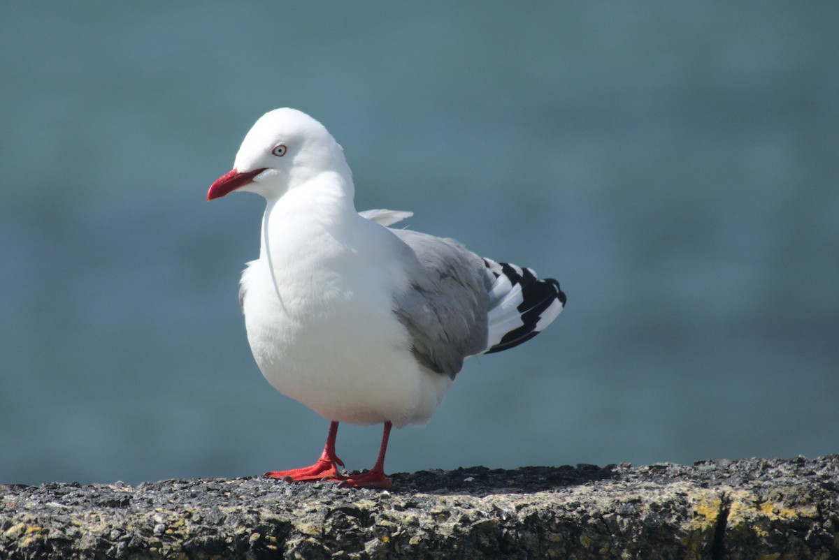 Silver Gull - ML645966757