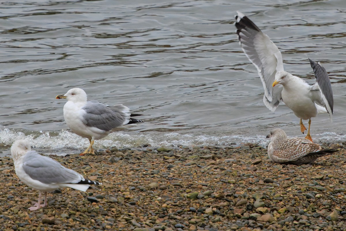 Yellow-legged Gull - ML645966758