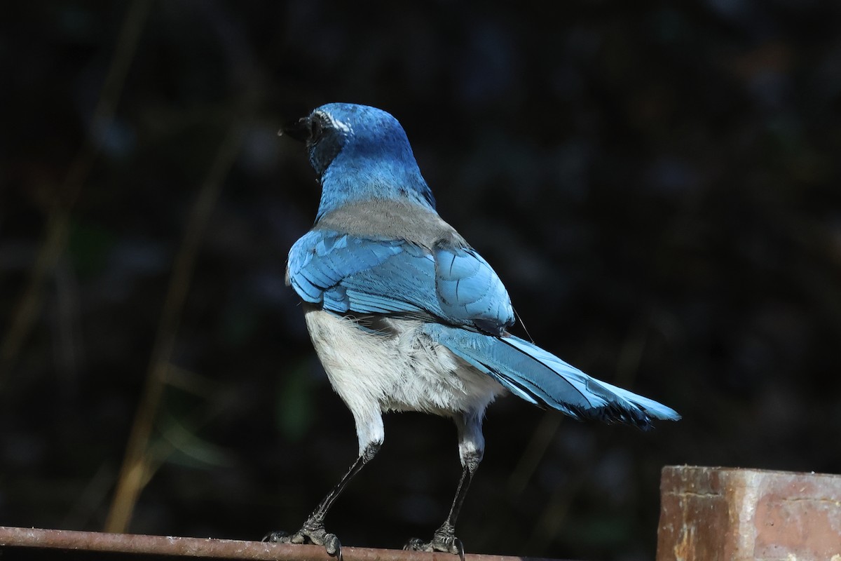 California Scrub-Jay - ML645966759