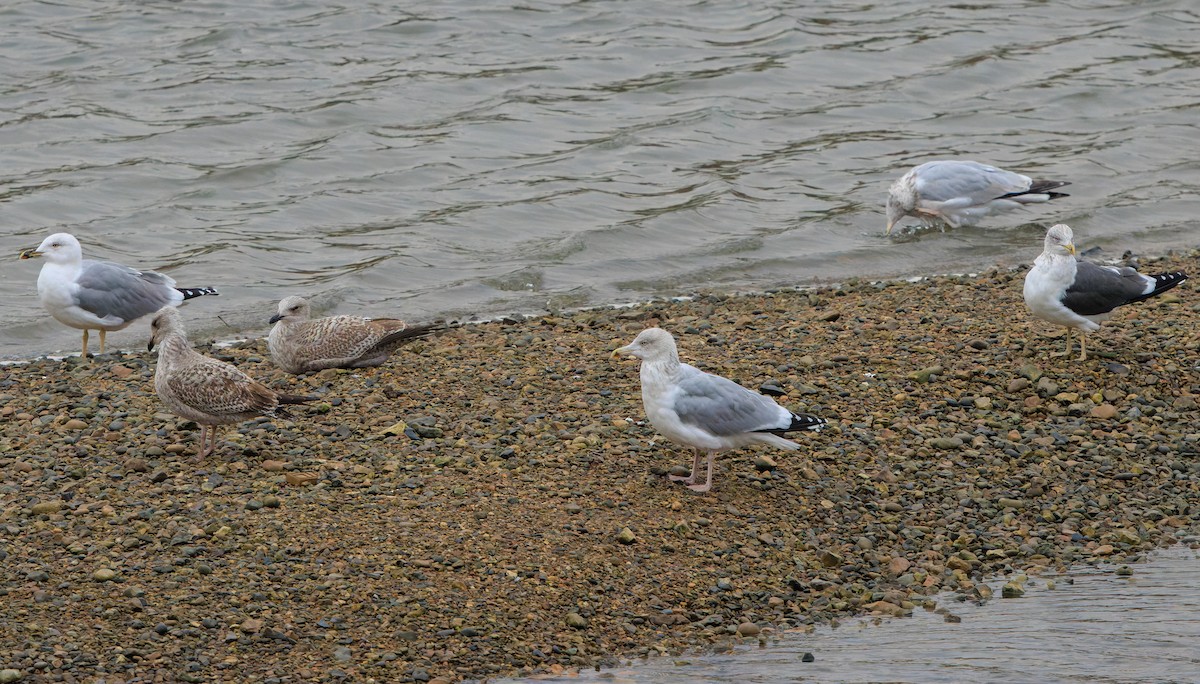 Yellow-legged Gull - ML645966760