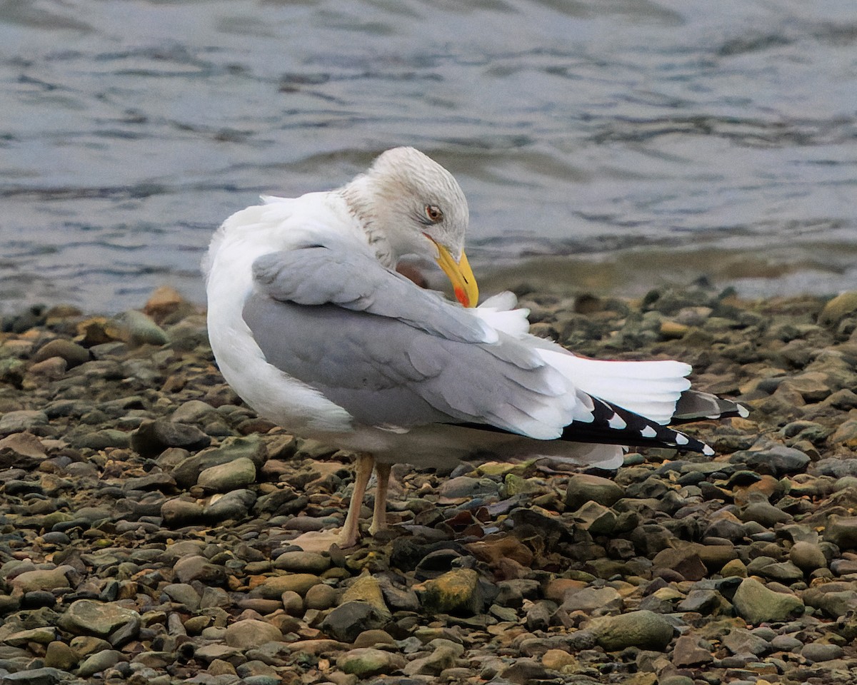 Мөнгөлөг цахлай - ML645966762