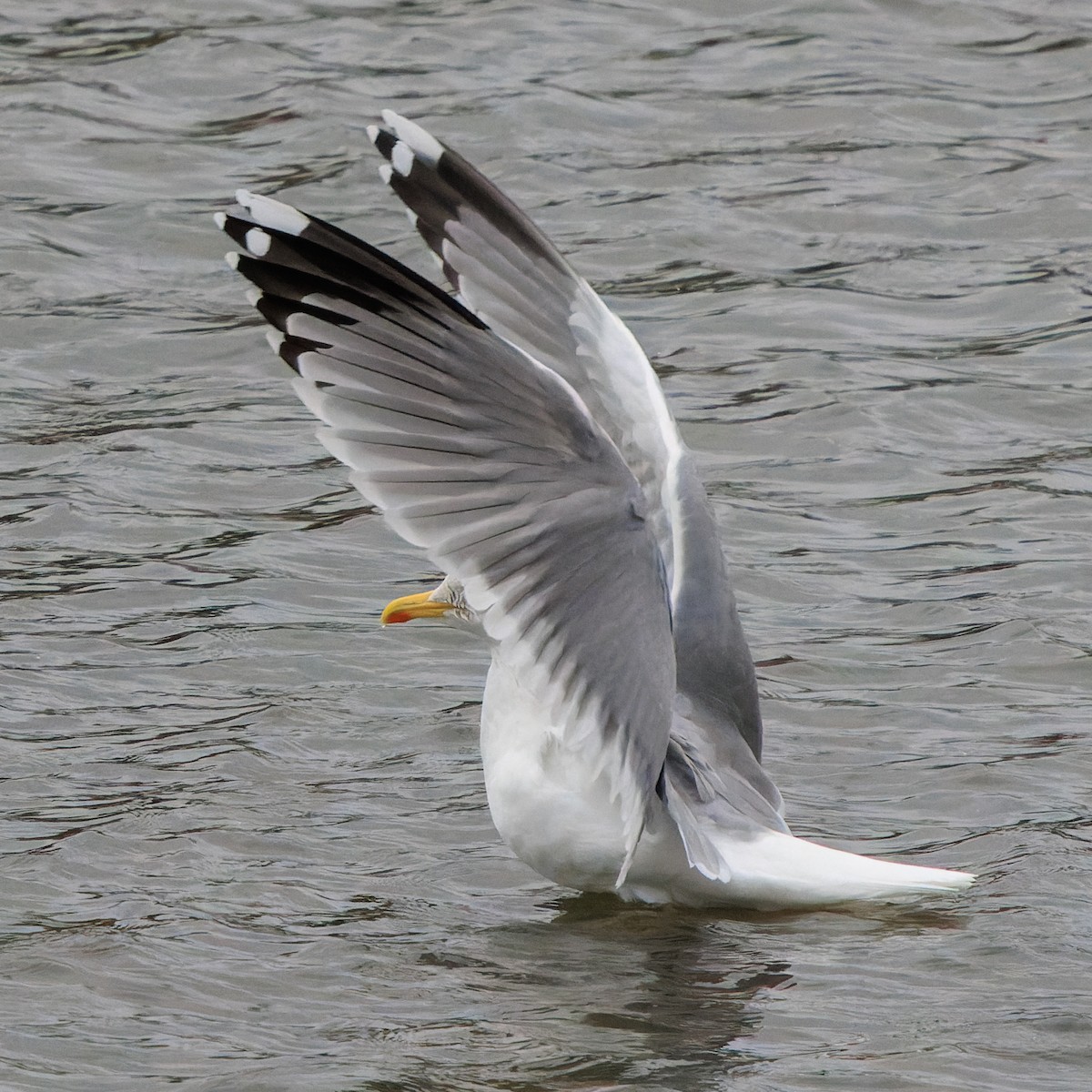 Мөнгөлөг цахлай - ML645966764