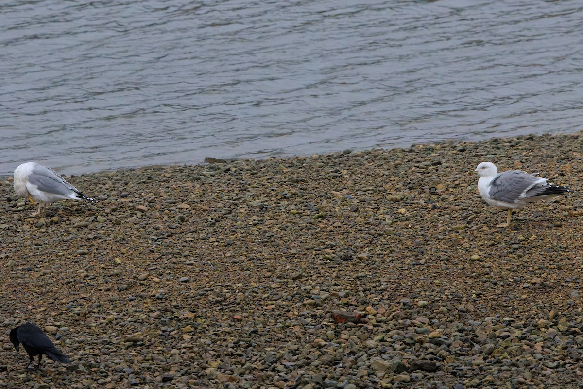 Gaviota Argéntea Europea - ML645966765