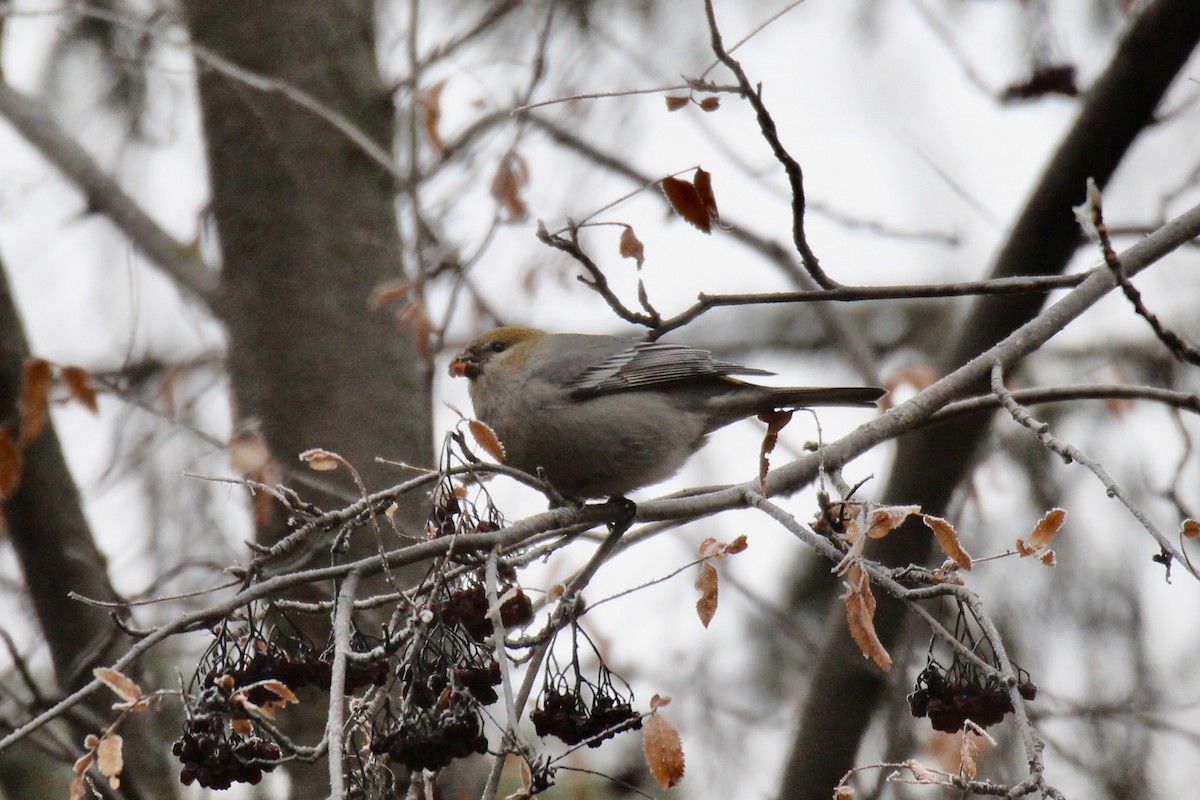 Pinu-gailupa - ML645966766