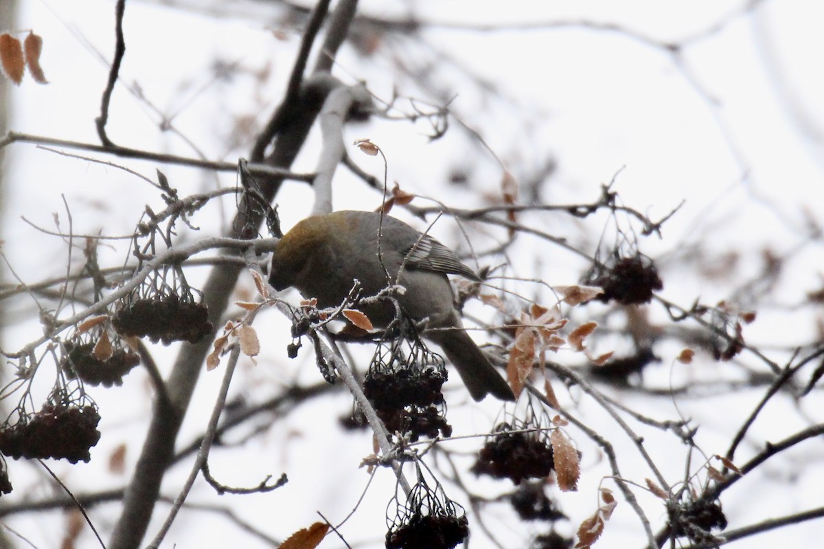 Camachuelo Picogrueso - ML645966767