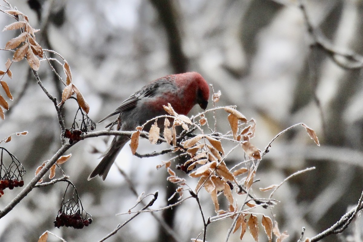 Camachuelo Picogrueso - ML645966768