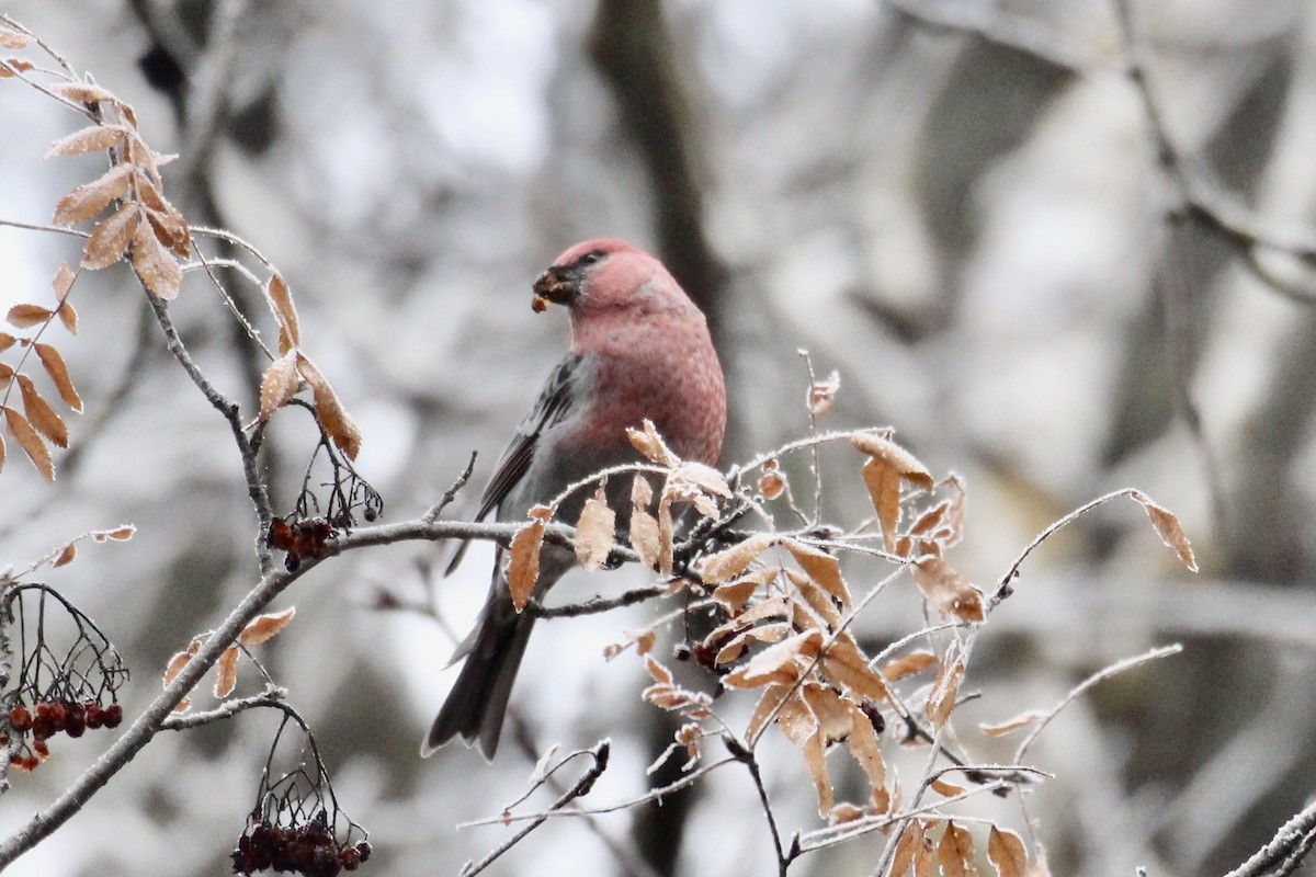 Pinu-gailupa - ML645966769