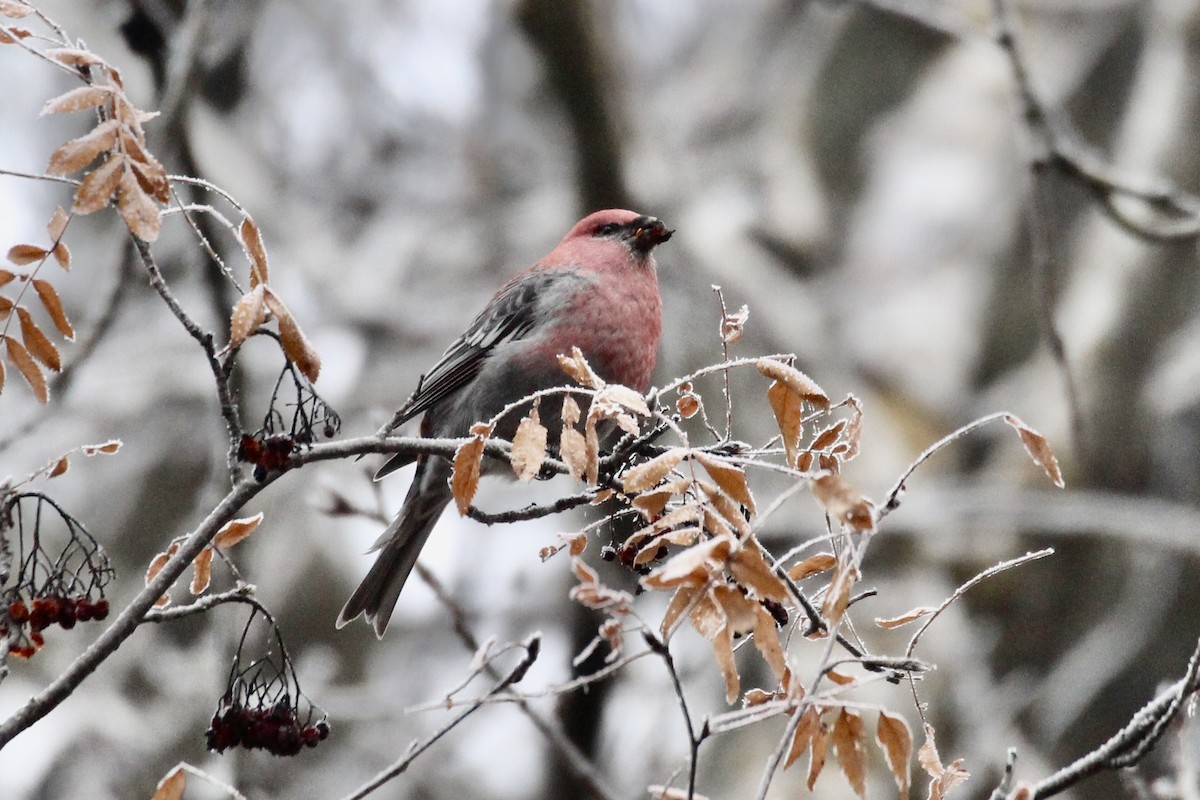 Pinu-gailupa - ML645966770