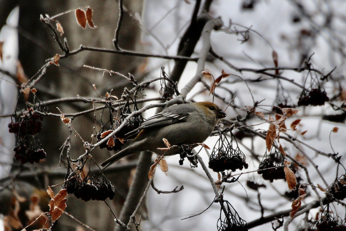Camachuelo Picogrueso - ML645966771