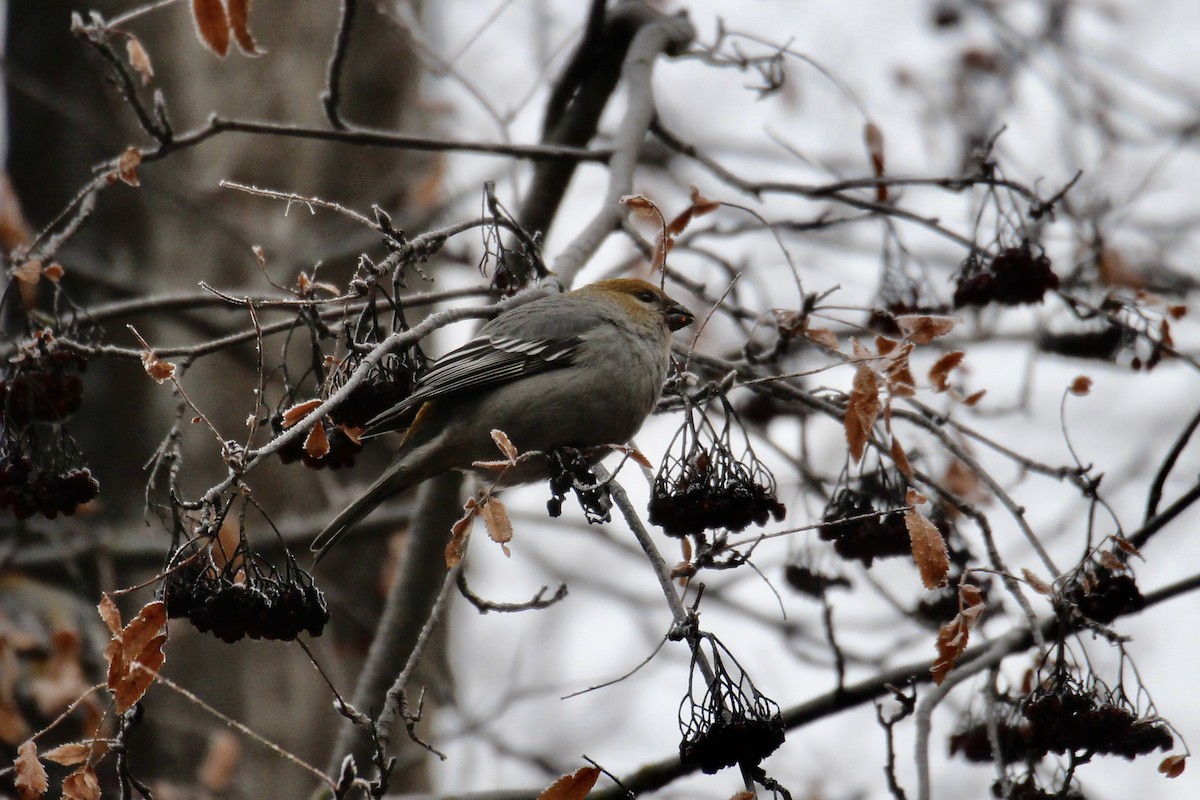 Camachuelo Picogrueso - ML645966772