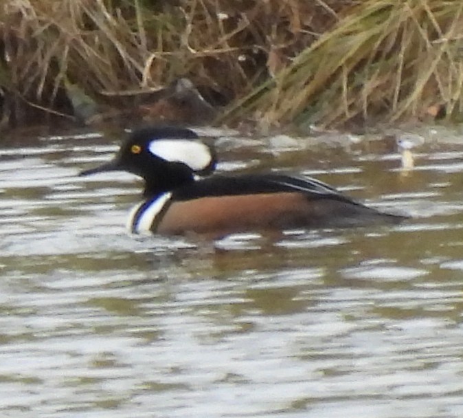 Serreta Capuchona - ML645966773