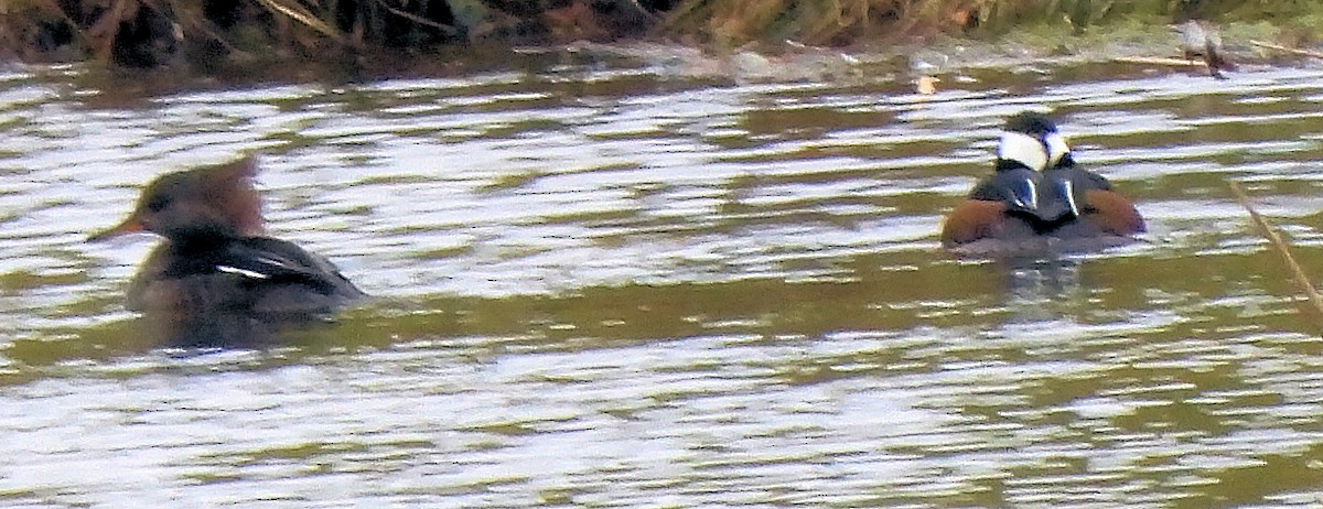 Serreta Capuchona - ML645966774