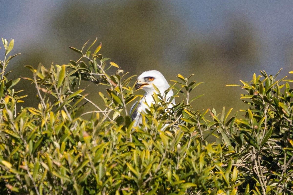 Elanio Maromero - ML645966775